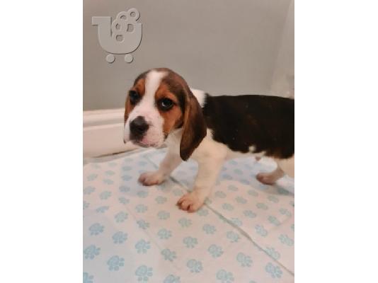PoulaTo: Διαθέσιμα κουτάβια Beagle